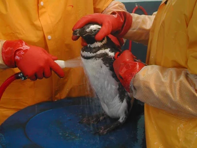 Enjuague de un pingüino durante su rehabilitación