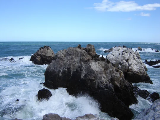 Costa rocosa con aves y oleaje