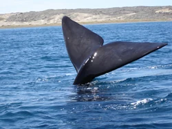 Aleta caudal de una ballena sobre el agua