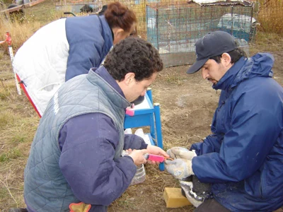 Personal atendiendo aves durante su estabilización