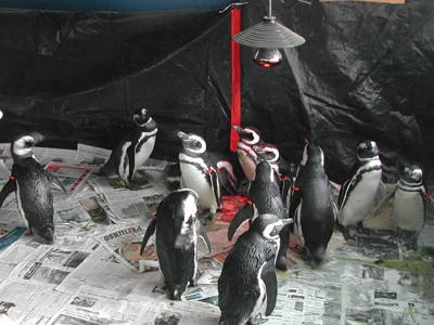 Pingüinos en un recinto durante la etapa de secado