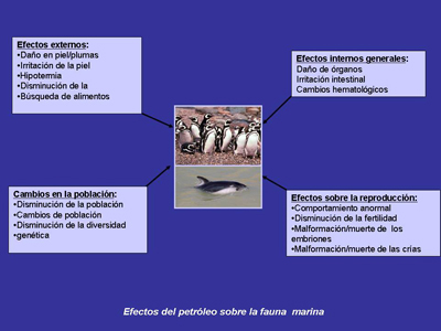 Esquema de las etapas de rehabilitación de fauna empetrolada