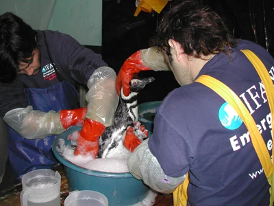 Lavado de un pingüino durante su rehabilitación