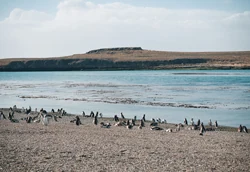 Aves en una playa frente al mar