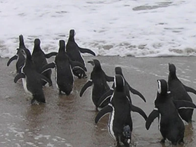 Liberación de pingüinos en la orilla del mar