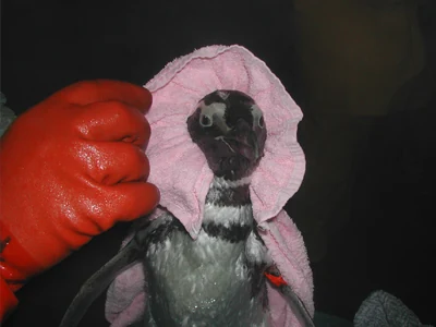 Atención de un pingüino durante la etapa de secado