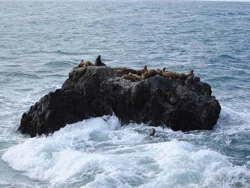 Aves sobre rocas rodeadas por el mar