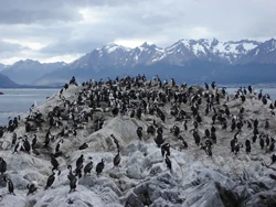 Colonia de pingüinos en una costa rocosa