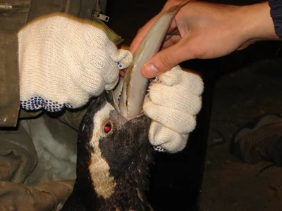Atención de un pingüino durante su estabilización